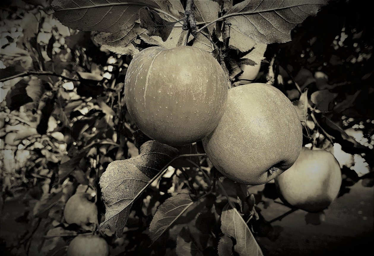 natural objects,2019,(photography) 作者 亚历克斯·卡明克