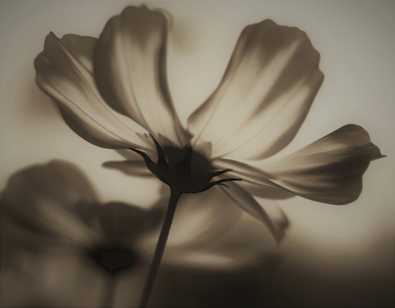 natural x-ray,2019,(photography) 作者 亚历克斯·卡明克