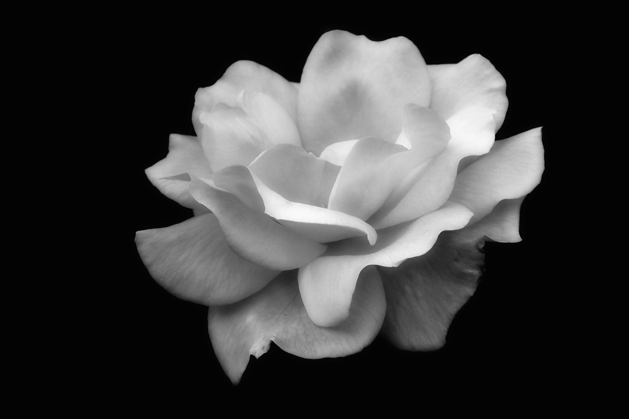 organic architecture,2019,(photography) 作者 亚历克斯·卡明克