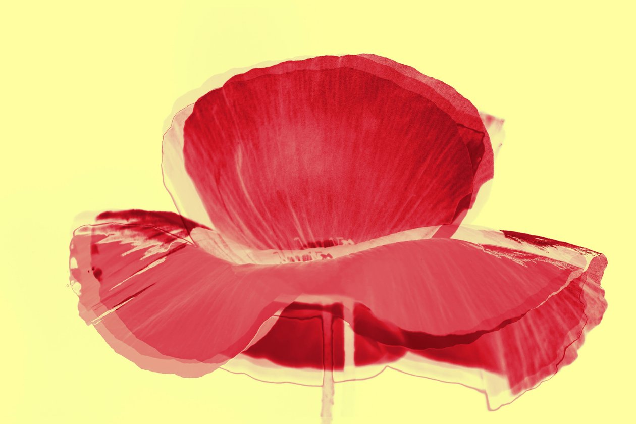 red tulip,2019,(mixed media) 作者 亚历克斯·卡明克