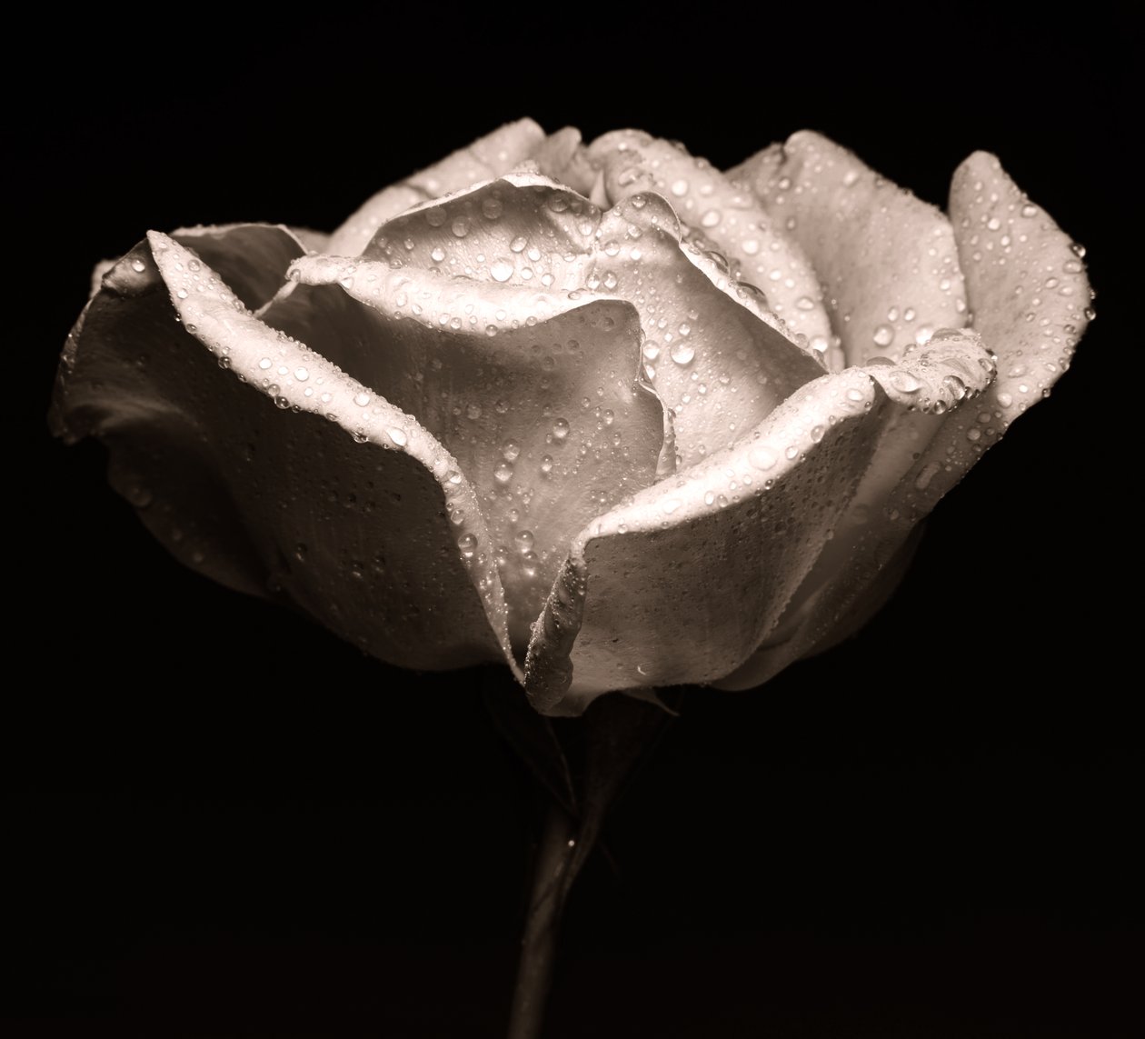 rose,2019,(photography) 作者 亚历克斯·卡明克