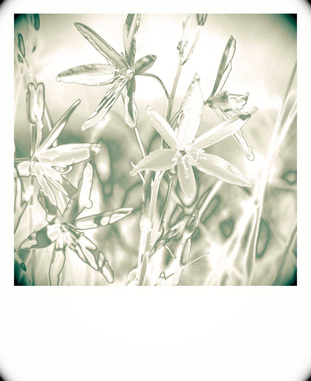 silver plants,2019,(photography) 作者 亚历克斯·卡明克