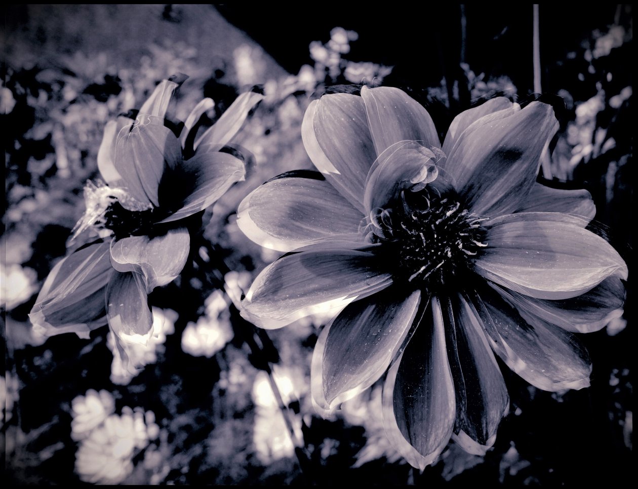 theatrical decoration,2019,(photography) 作者 亚历克斯·卡明克