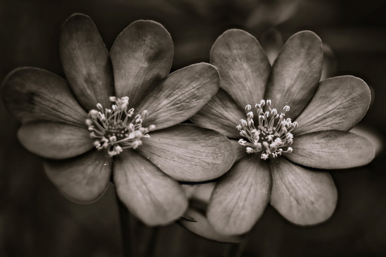 twins,2019,(photography) 作者 亚历克斯·卡明克