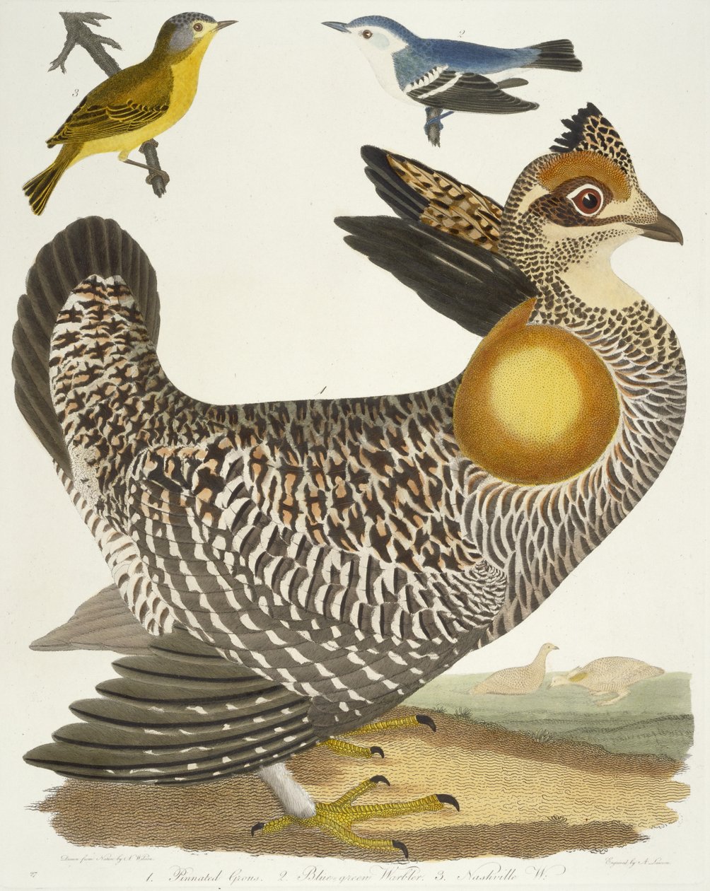 鸟类27. 1. Pinnated Great。 2.蓝绿莺。 3.纳什维尔W.，1808-1814 作者 亚历山大·威尔逊