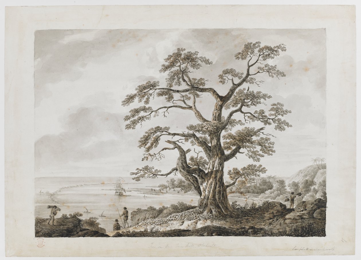 Add.15508，第 4 号，奥塔海特树山上的树，选自 "印度墨水图画，说明库克船长的第一次航行 作者 亚历山大·布坎（Alexander Buchan）
