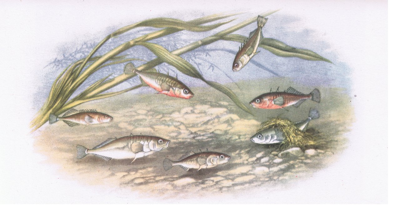 1946年柯林斯出版的Sticklebacks，Nature in Britain 作者 亚历山大·弗朗西斯（Lydon）之后