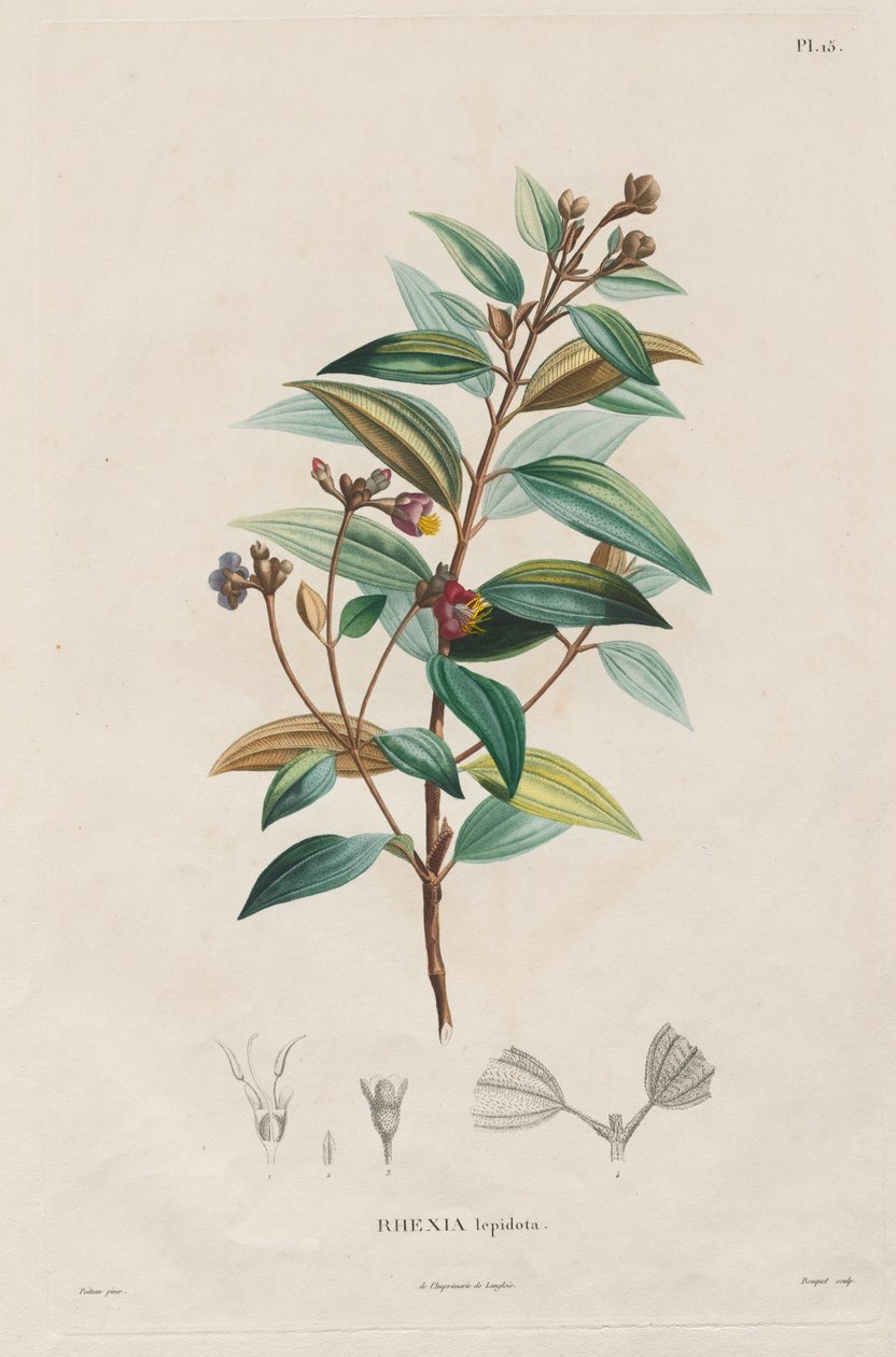 Voyage aux Régions équinoxiales du nouveau continent, fait dans les années 1709 à 1804: Monographie des melastomacées: No. 作者 亚历山大·弗莱赫尔·冯·洪堡