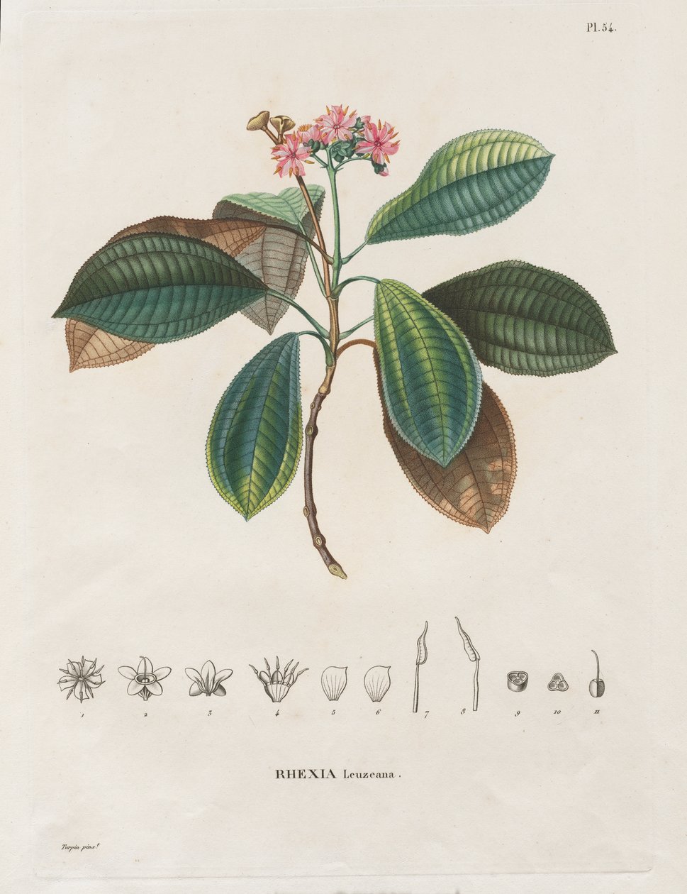 Voyage aux Régions équinoxiales du nouveau continent, fait dans les années 1709 à 1804: Monographie des melastomacées: No. 作者 亚历山大·弗莱赫尔·冯·洪堡