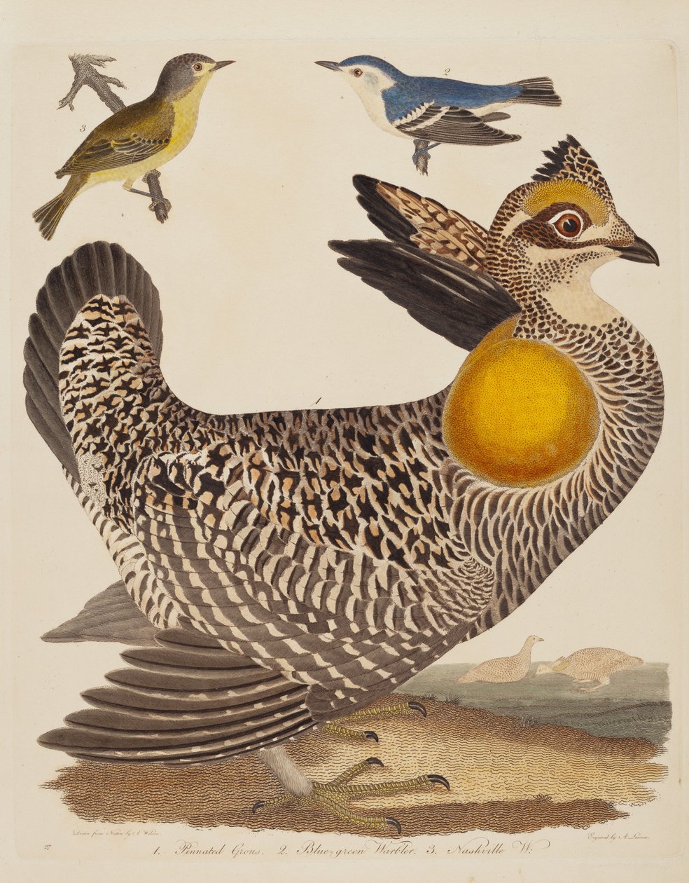 Pinnated Grous, Blue-green Warbler, and Nashville Warbler, published 1808-1814. 作者 亚历山大·劳森