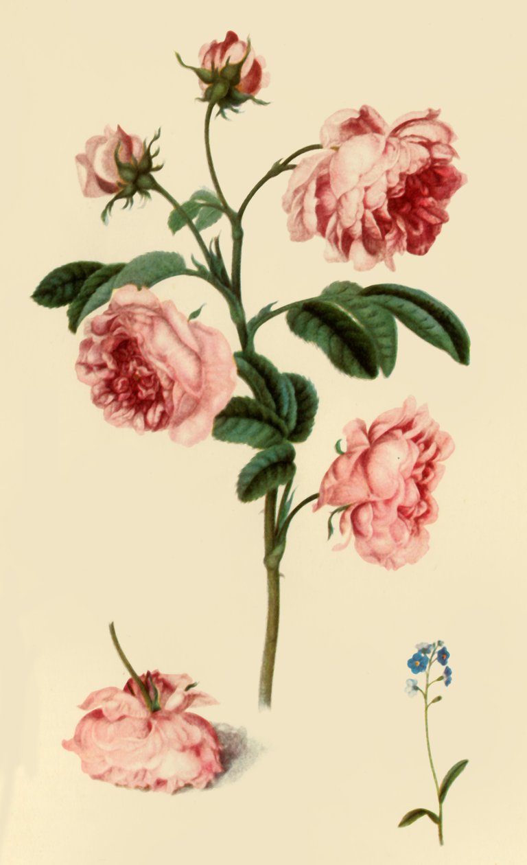 Rosa Provincialis and Forget-Me-Not"，约1680年，1946年。   作者 亚历山大·元帅