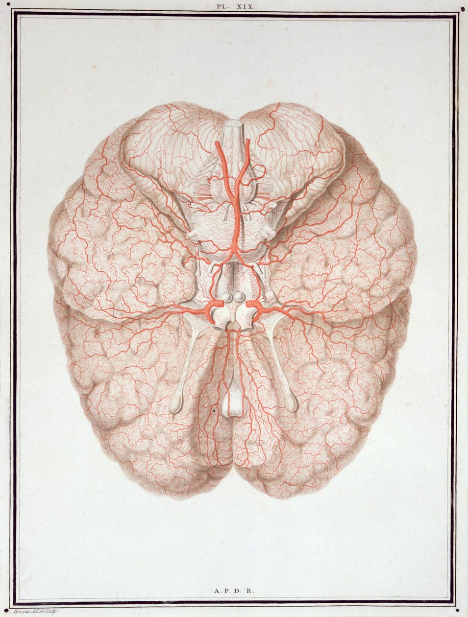 大脑，来自Felix Vicq d&39;Azyr（1748-94）1786年的“脑解剖学论文” 作者 亚历山大·布里科（Alexandre Briceau）