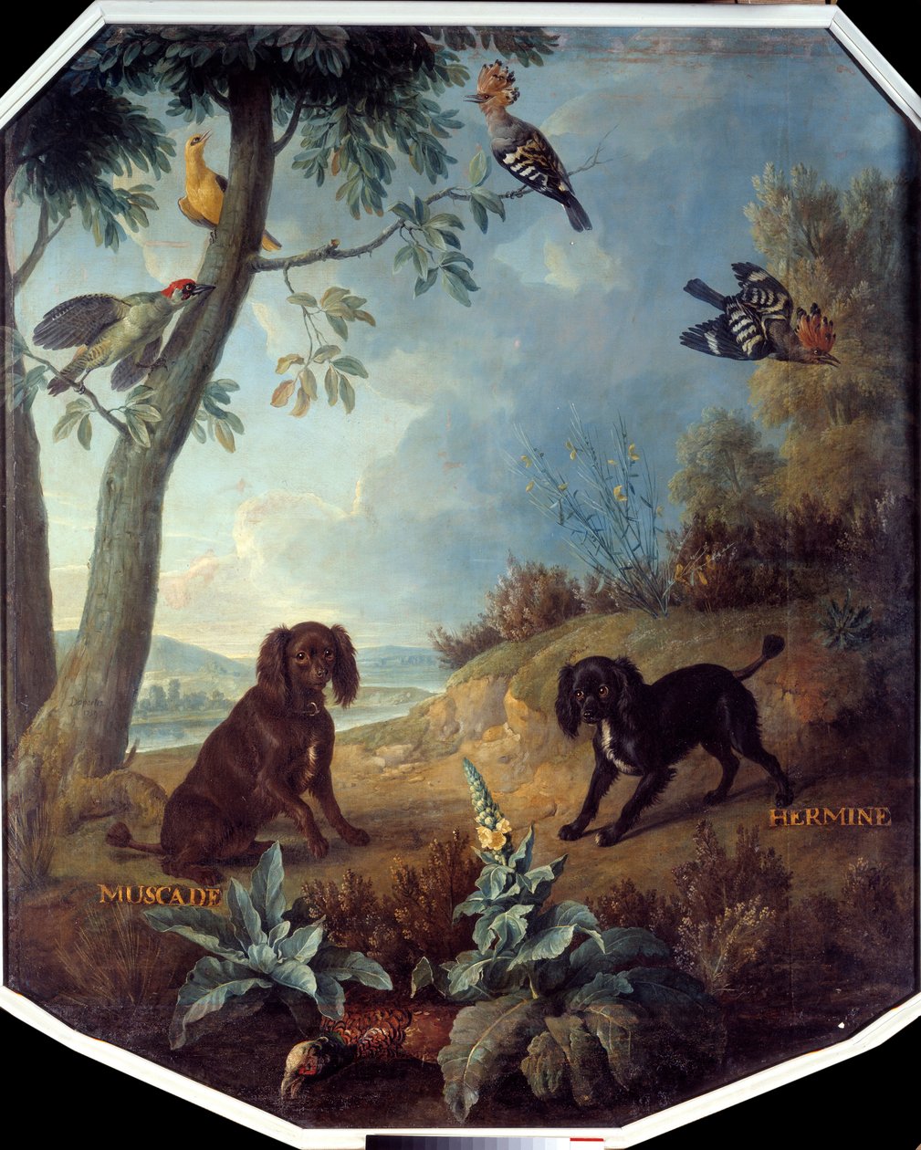 Nutmeg and Hermine, the dogs of Louis XIV (1638-1715). Painting by Francois Desportes (1661-1743) 作者 亚历山大·弗朗索瓦·德斯波特