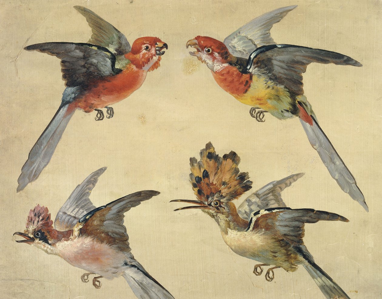 鸟类研究：两只鹦鹉，一个戴胜和一个周杰伦；鸟类研究：两只小鹦鹉，一个戴胜和一个周杰伦， 作者 亚历山大·弗朗索瓦·德斯波特