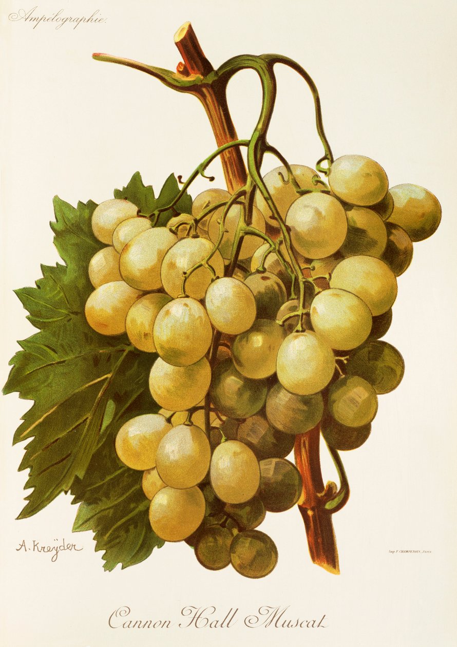 A. Kreyder 的 Cannon Hall Muscat 葡萄 作者 亚历克西斯·克雷德
