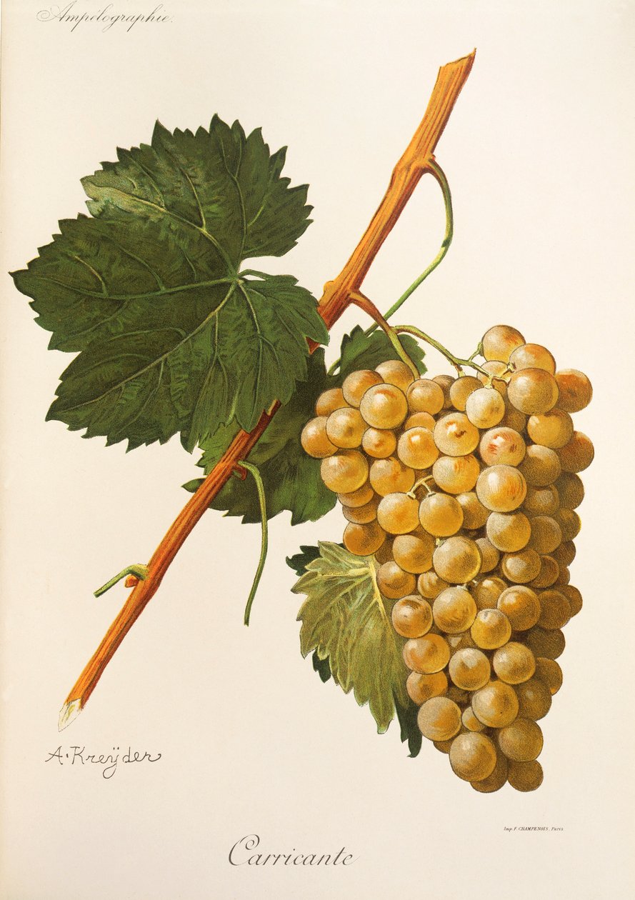 A Kreyder 的 Carricante 葡萄 作者 亚历克西斯·克雷德