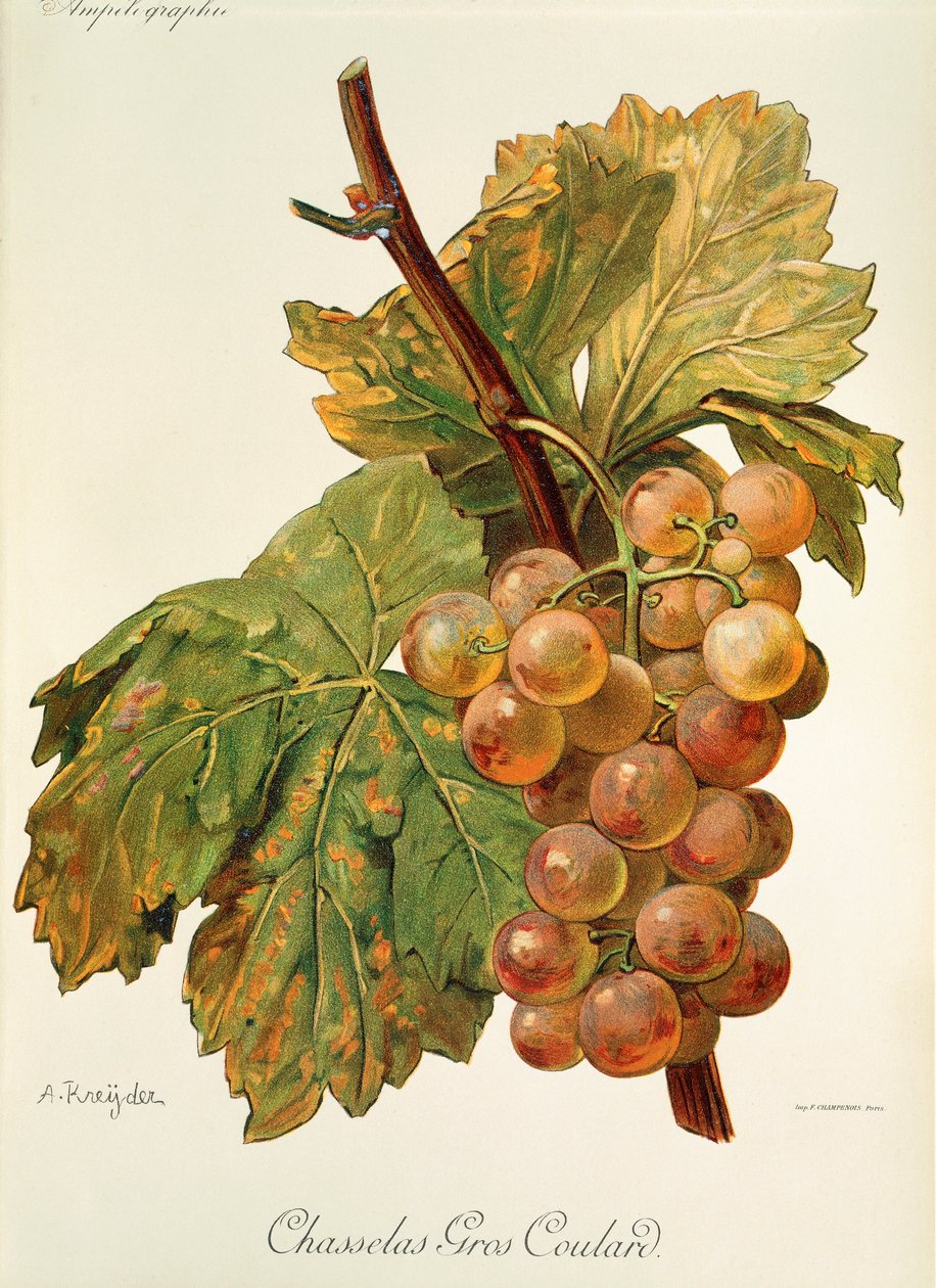 A. Kreyder 的 Chasselas Gros Coulard 葡萄 作者 亚历克西斯·克雷德