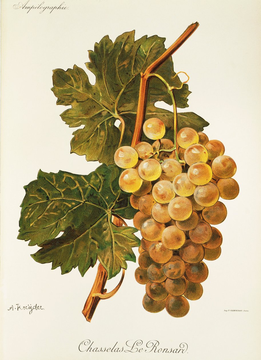Chasselas Le Ronsard 葡萄 A. Kreyder 作者 亚历克西斯·克雷德