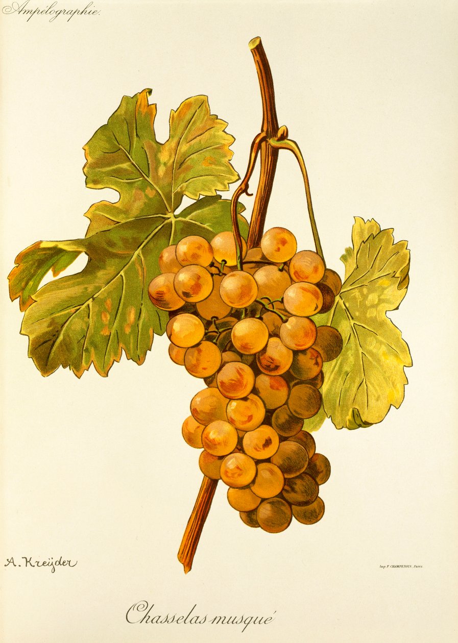A. Kreyder 的 Chasselas Musque 葡萄 作者 亚历克西斯·克雷德