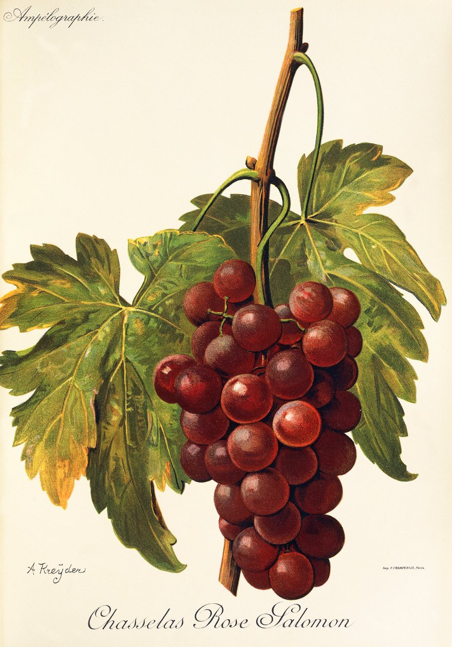 A. Kreyder 生产的 Chasselas Rose Salomon 葡萄 作者 亚历克西斯·克雷德