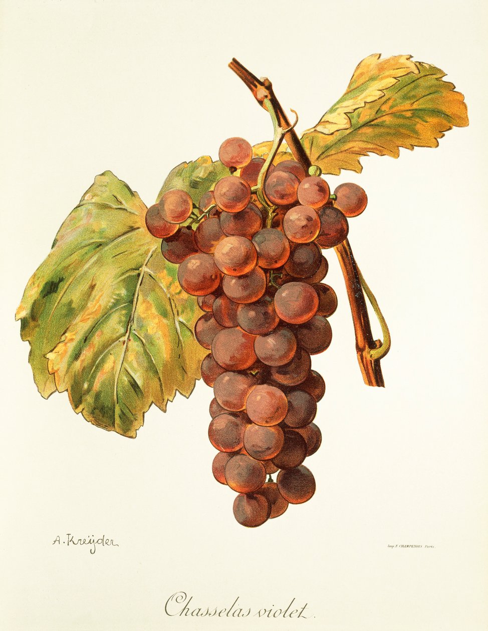 Chasselas 紫罗兰葡萄 作者：A.克雷德 作者 亚历克西斯·克雷德