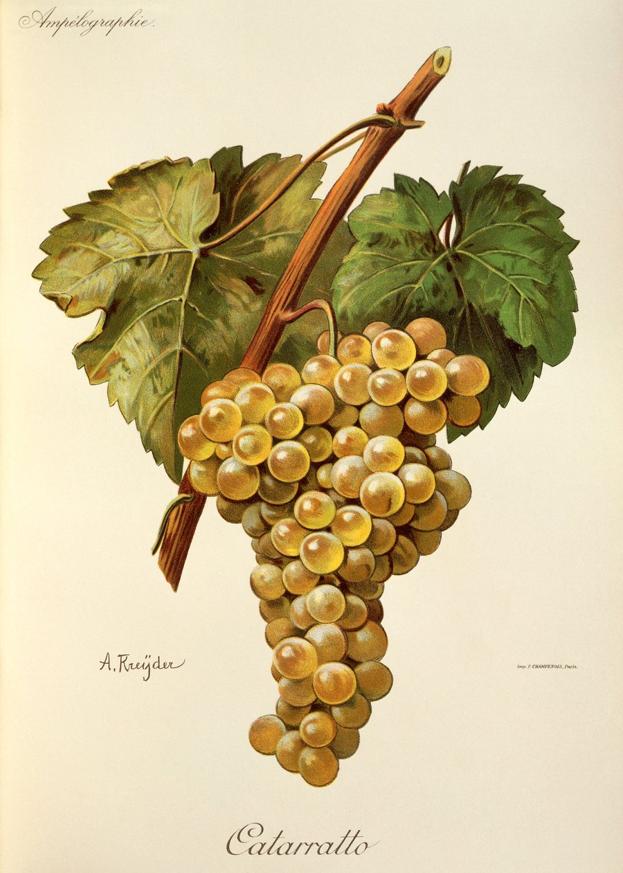 A. Kreyder 的 Fiano 葡萄 作者 亚历克西斯·克雷德