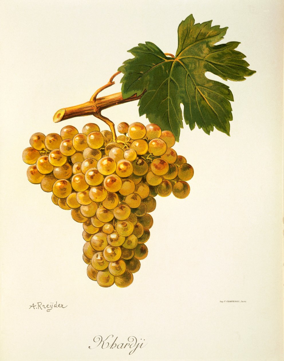 Khardji grape by A.Kreyder 作者 亚历克西斯·克雷德