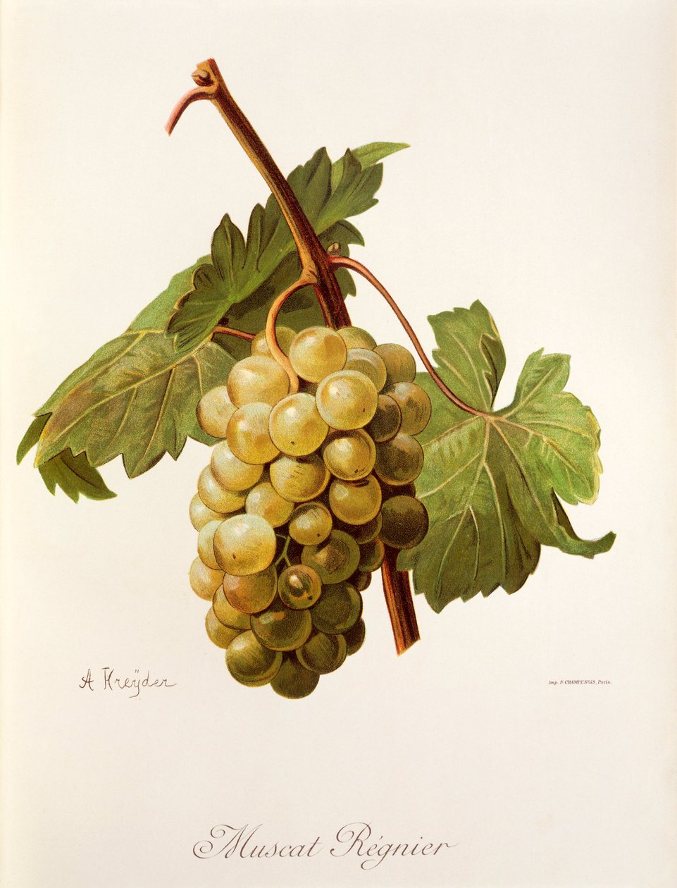 麝香葡萄（Muscat Regnier），作者：A.Kreyder 作者 亚历克西斯·克雷德