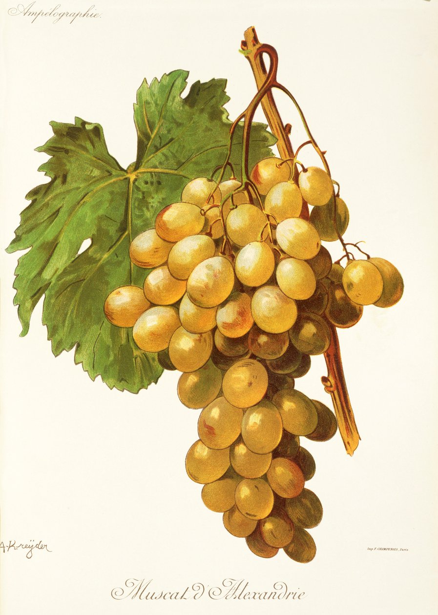 亚历山大麝香葡萄（Muscat d