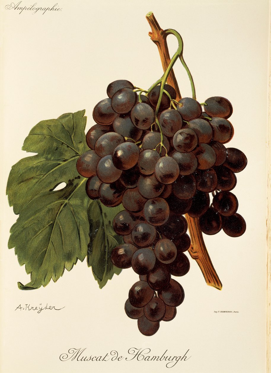 A. Kreyder 的 "Muscat de Hamburgh "葡萄 作者 亚历克西斯·克雷德