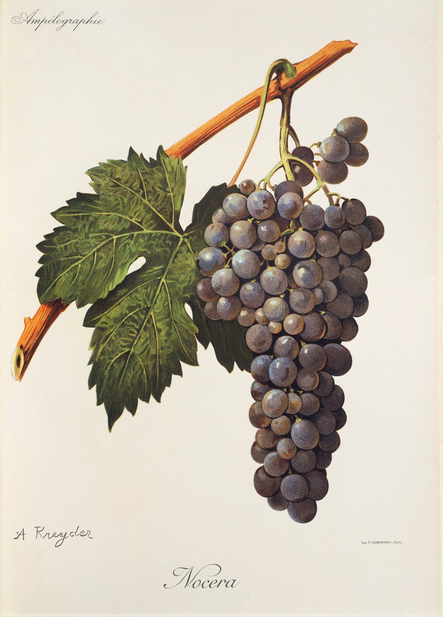 Nocera grape by A. Kreyder   1414917   zh       chinese Successfully Translated  Original: A series of sketches, views in Great Britain, the Continent and America 1772-1778 (watercolor) Translat: A series of sketches, views in Great Britain, the Continent  作者 亚历克西斯·克雷德