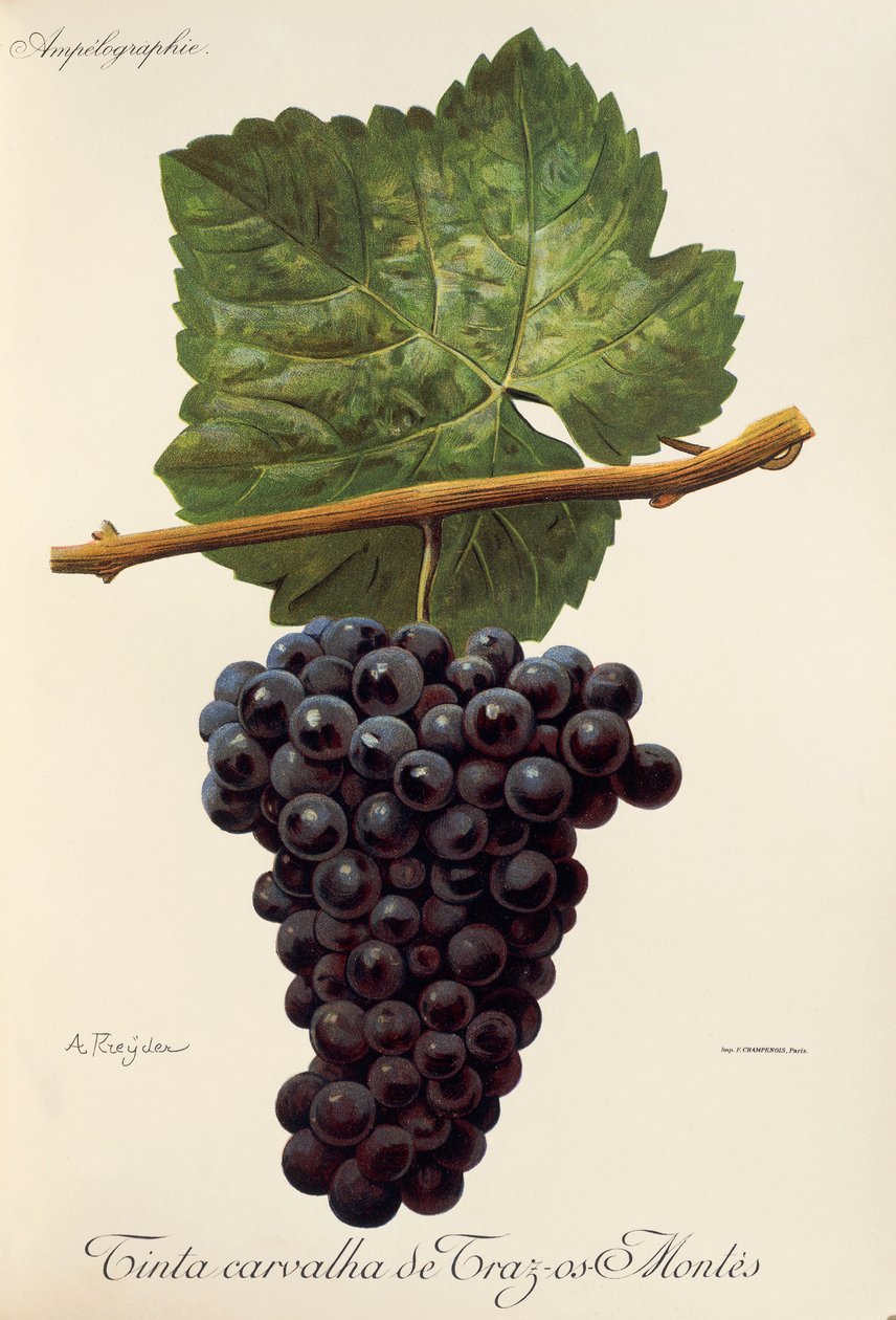 Tinta Carvalha de Traz-os-Montes 葡萄 A. Kreyder 作者 亚历克西斯·克雷德