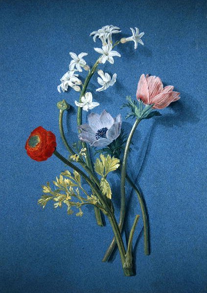小牡丹、海葵和茉莉花（蓝纸上黑色粉笔加体色和灰色水洗）。 作者 亚历克西斯·尼古拉斯·佩里尼翁