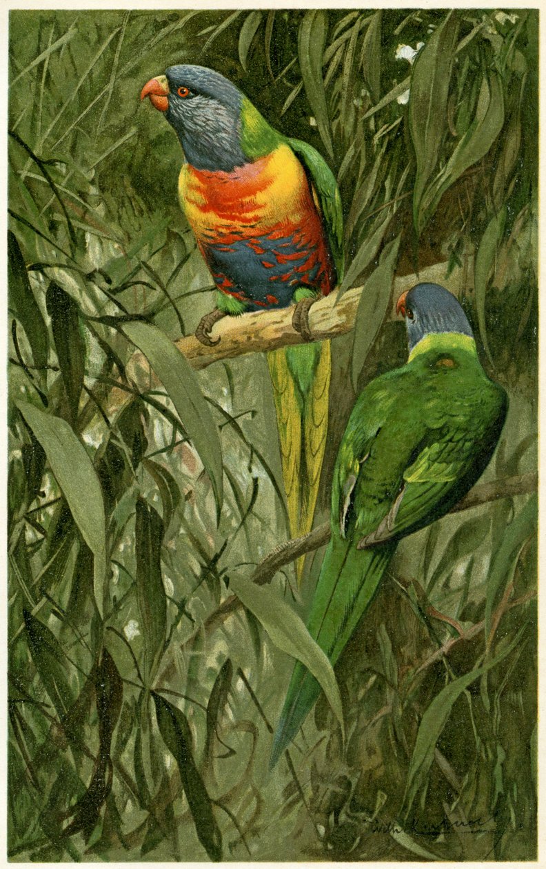 一对彩虹Lorikeets，1890年（彩色石版画） 作者 阿尔弗雷德·布雷姆