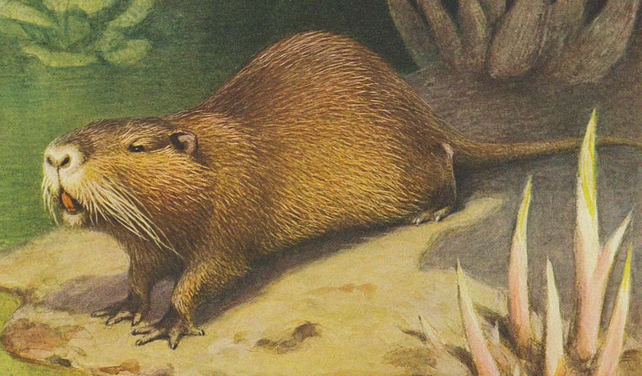 Coypu c.1900 作者 阿尔弗雷德·布雷姆