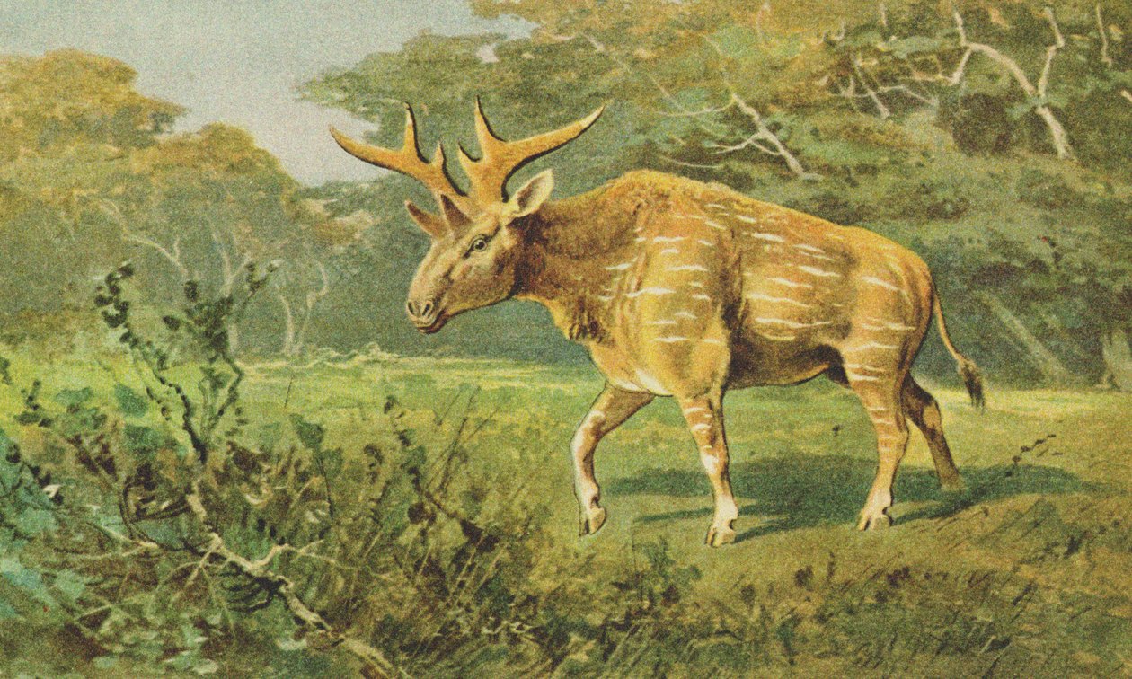 Sivatherium c.1900 作者 阿尔弗雷德·布雷姆