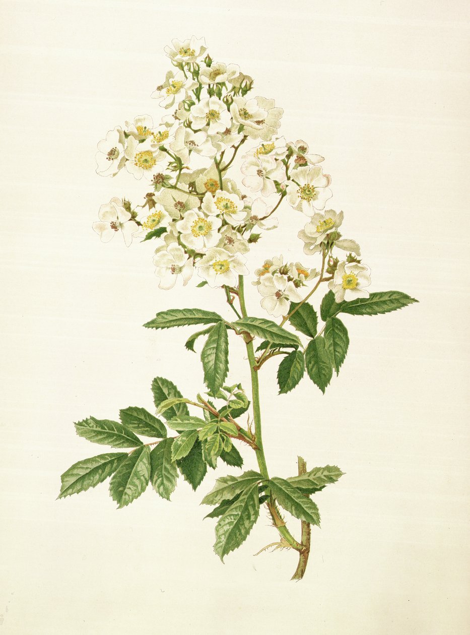 粉红色的multiflora 作者 阿尔弗雷德·帕森斯