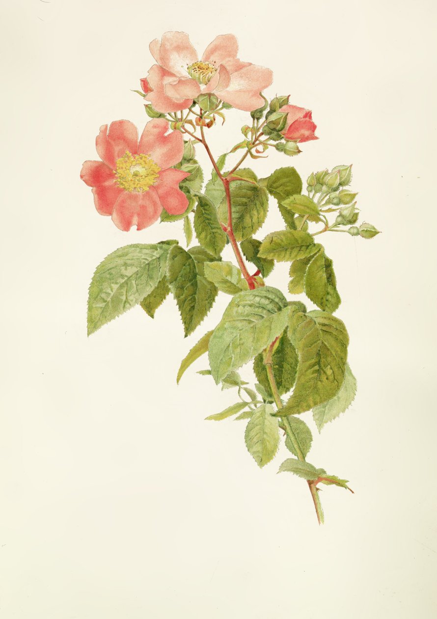 罗莎setigera（草原玫瑰），阿尔弗雷德帕森斯（1847-1920） 作者 阿尔弗雷德·帕森斯