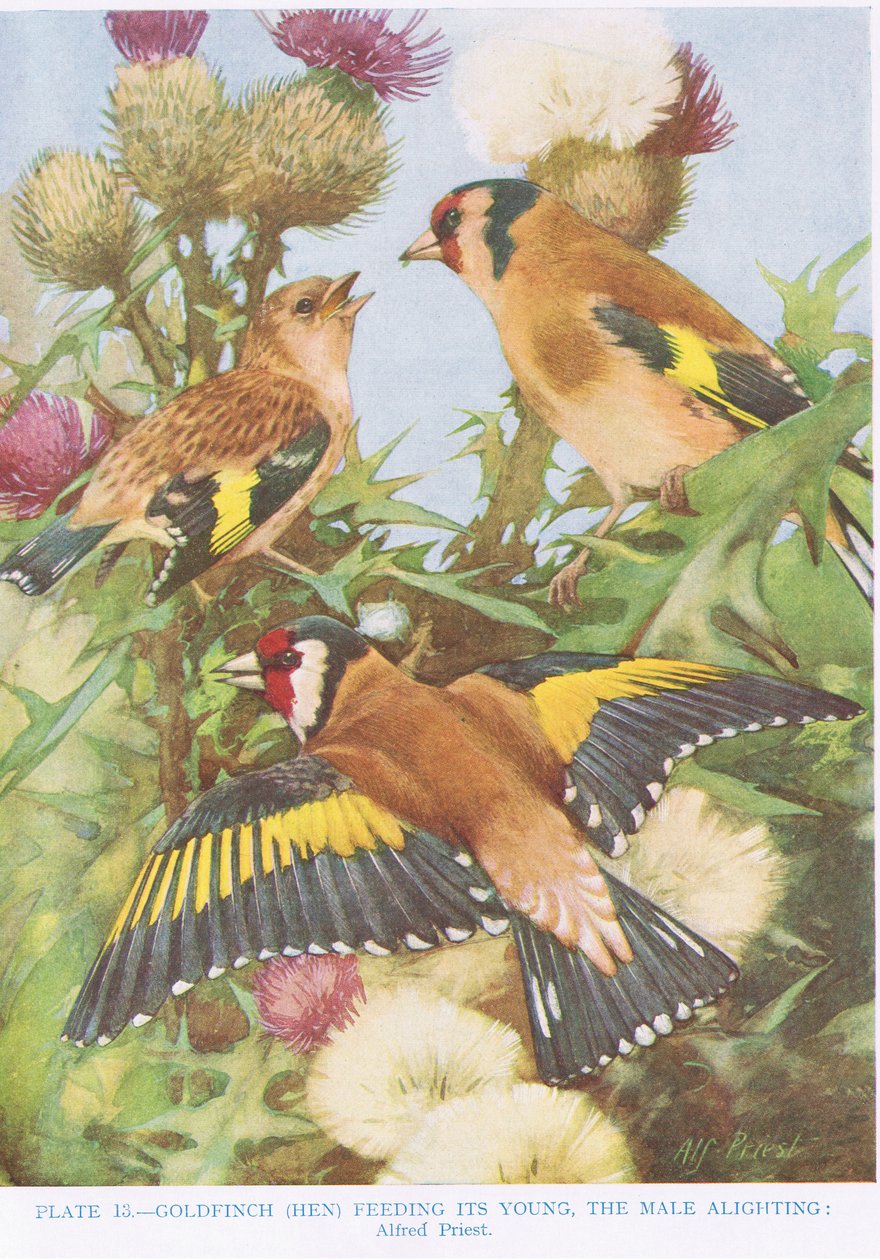 金翅雀喂养它的年轻，插图来自&39;英国鸟&39;由Kirkman und Jourdain，1966年 作者 阿尔弗雷德·普里斯特