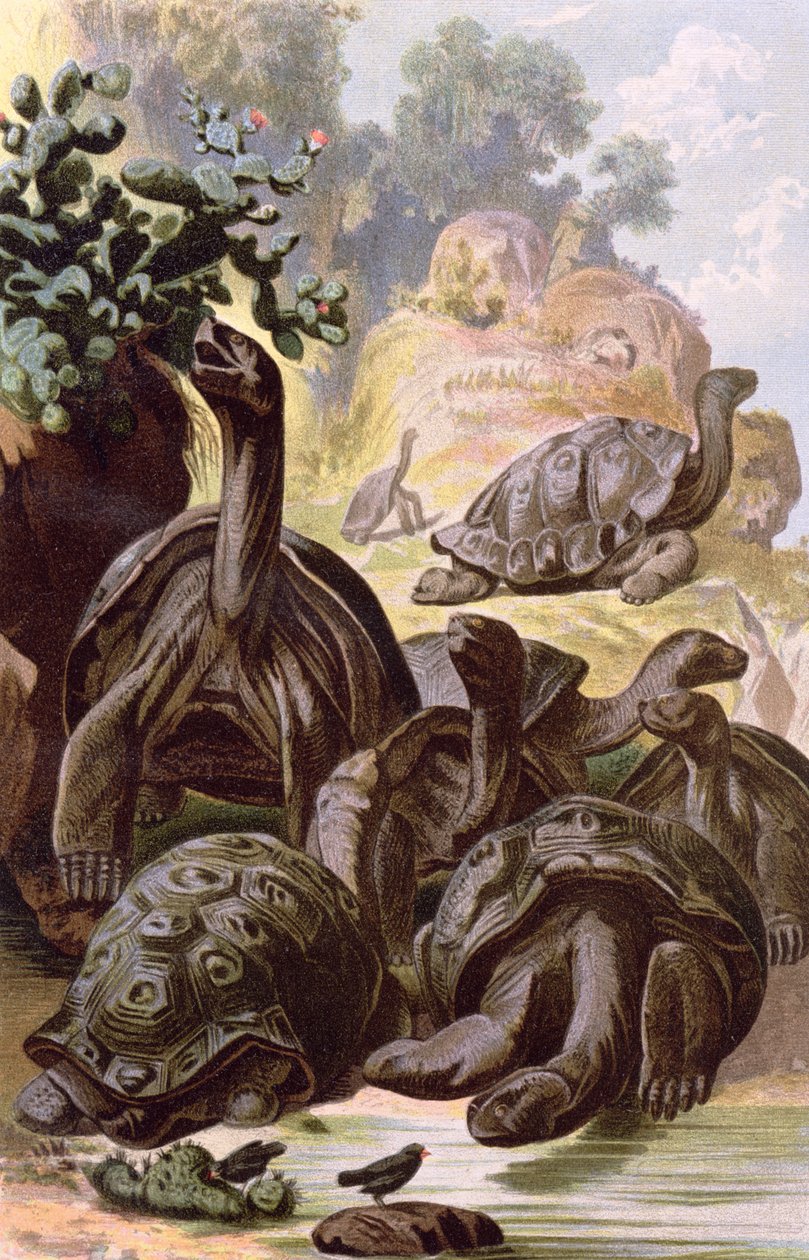 来自加拉巴哥群岛的巨龟，来自自然历史书，1887年 作者 阿尔弗雷德·布雷姆