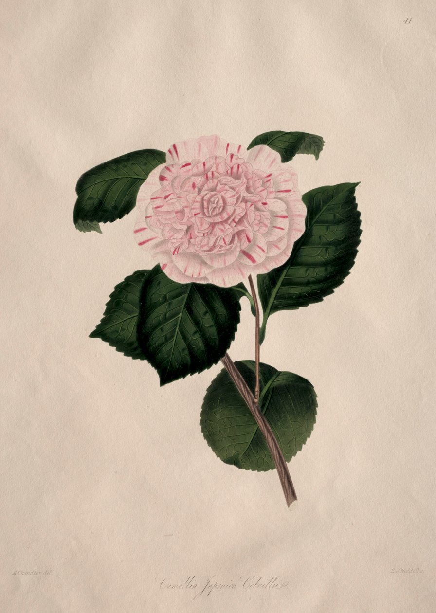 自然界山茶科植物的插图和描述：第 41 号 作者 阿尔弗雷德·钱德勒
