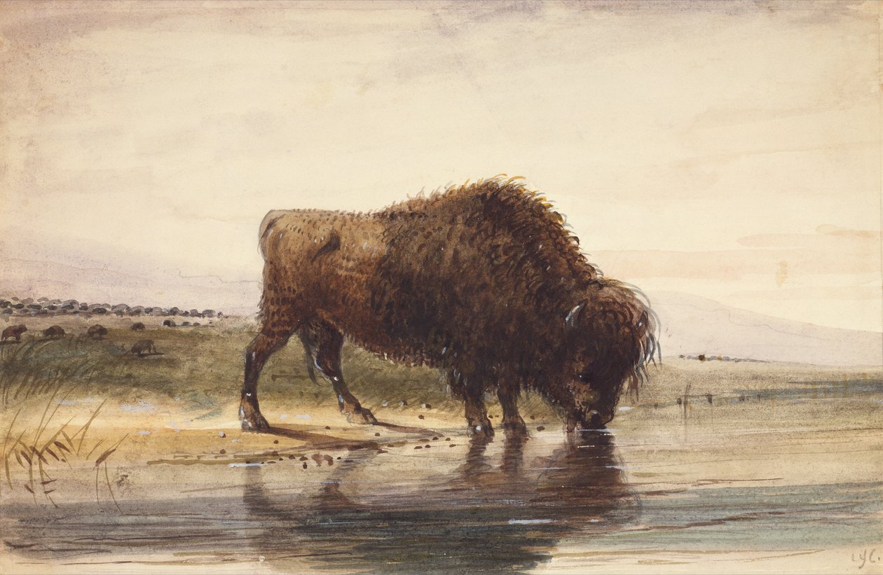 公牛水牛，约 1837 年（纸面水彩画） 作者 阿尔弗雷德·雅各布·米勒