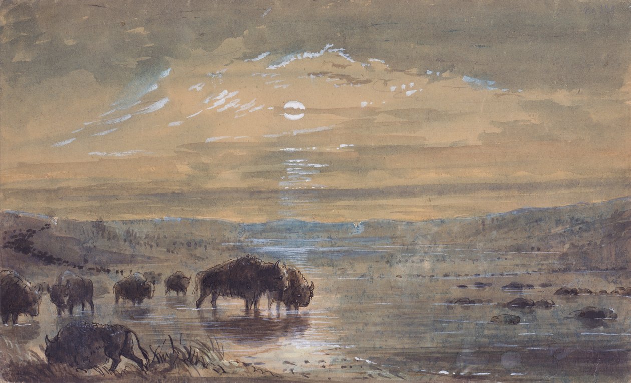 夜景，草原上的水牛，约 1837 年（纸面水彩画） 作者 阿尔弗雷德·雅各布·米勒