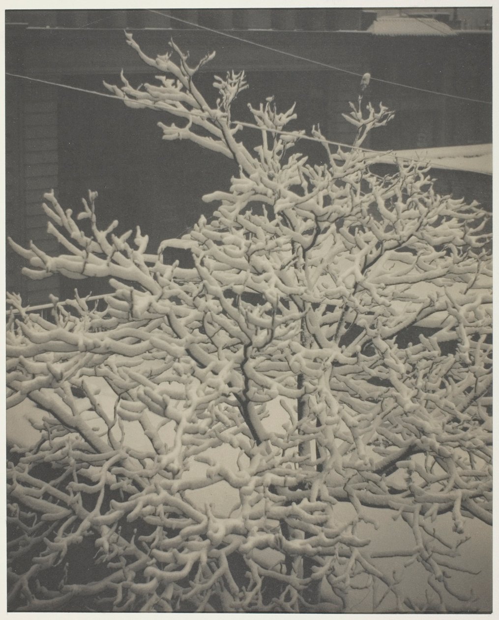 从后窗 "291 "看后院积雪覆盖的树 作者 阿尔弗雷德·斯蒂格利茨