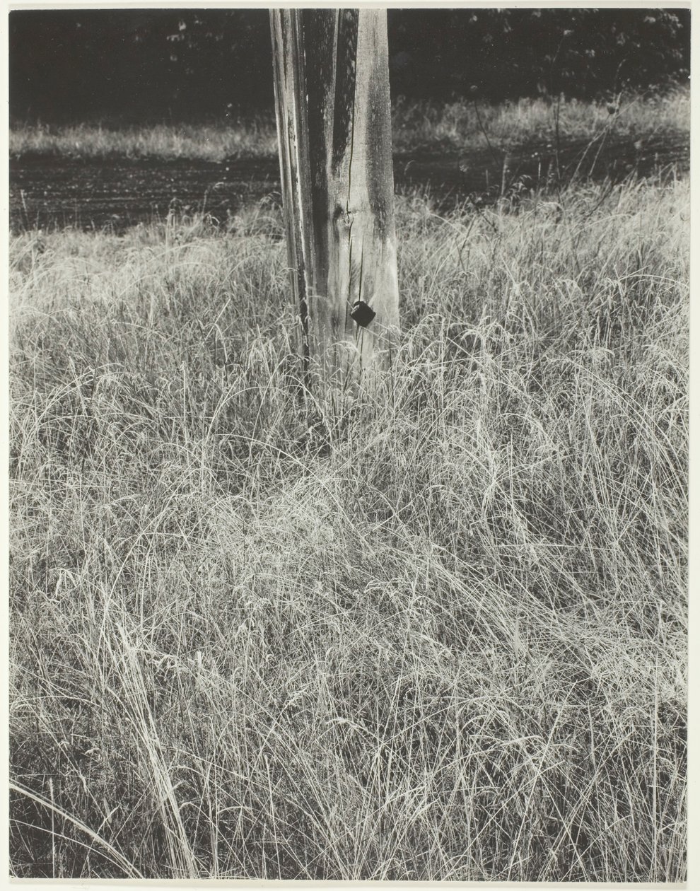 草和旗杆，1933年。 作者 阿尔弗雷德·斯蒂格利茨