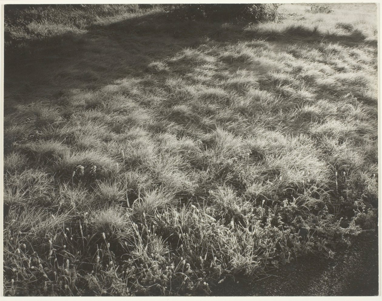 草和霜，1934年。 作者 阿尔弗雷德·斯蒂格利茨