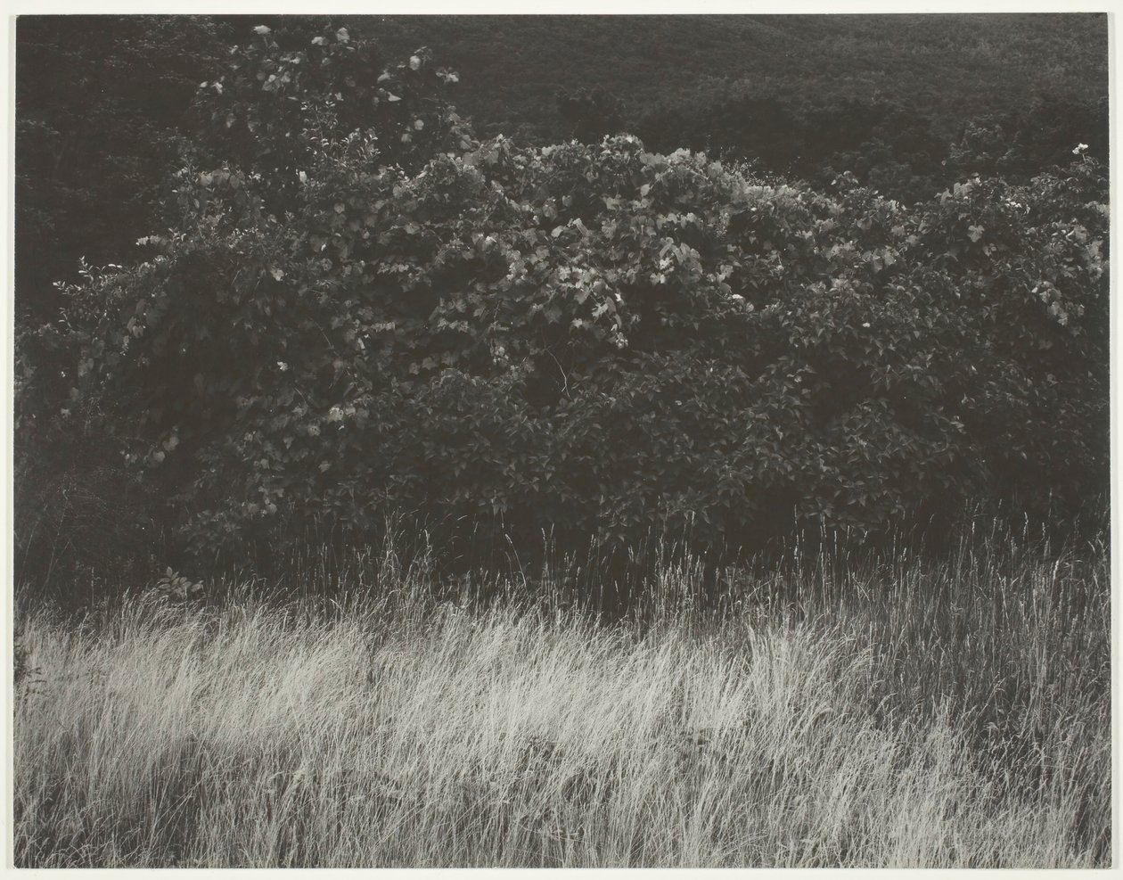 绿篱和草丛--乔治湖，1933年。 作者 阿尔弗雷德·斯蒂格利茨