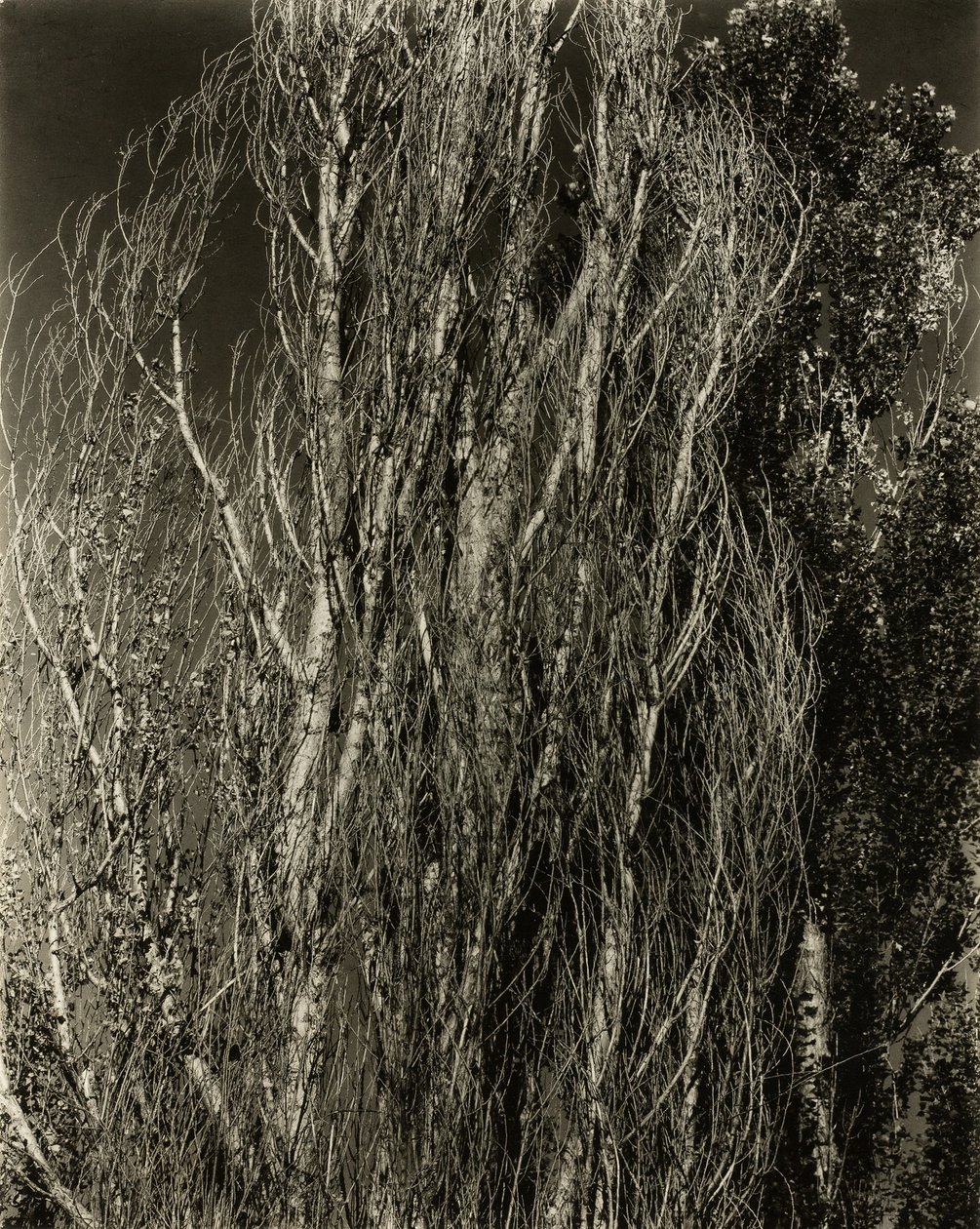 Poplars-Lake George, 1932年。 作者 阿尔弗雷德·斯蒂格利茨