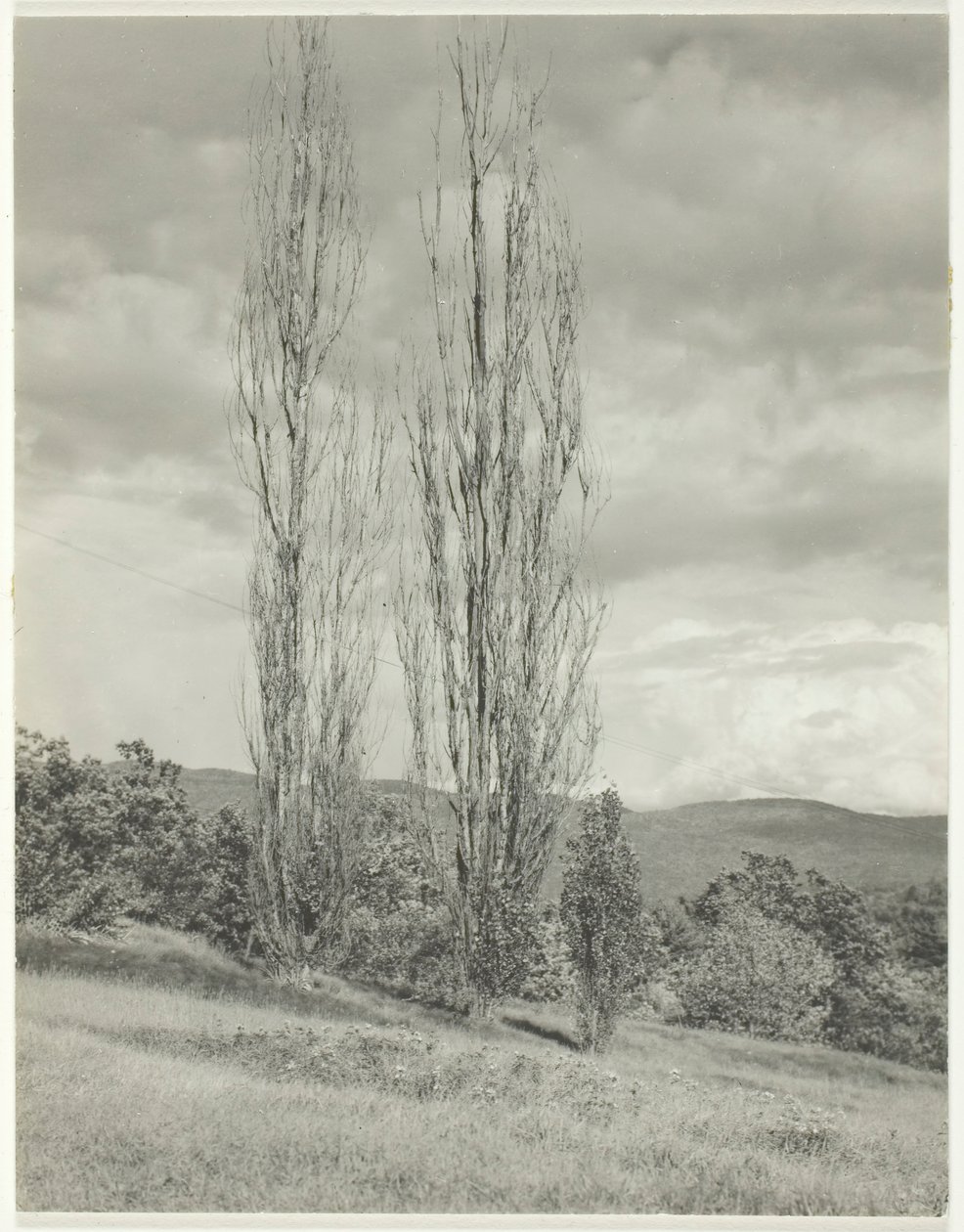 Poplars-Lake George, 1935年。 作者 阿尔弗雷德·斯蒂格利茨