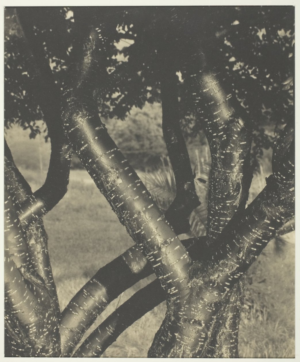 舞蹈之树》，1922年。 作者 阿尔弗雷德·斯蒂格利茨
